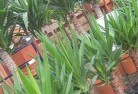 Limaplant-nursery-10.jpg; ?>